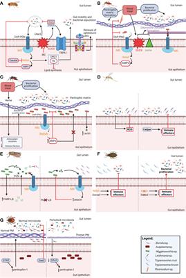 Arthropod microbiota: shaping pathogen establishment and enabling control